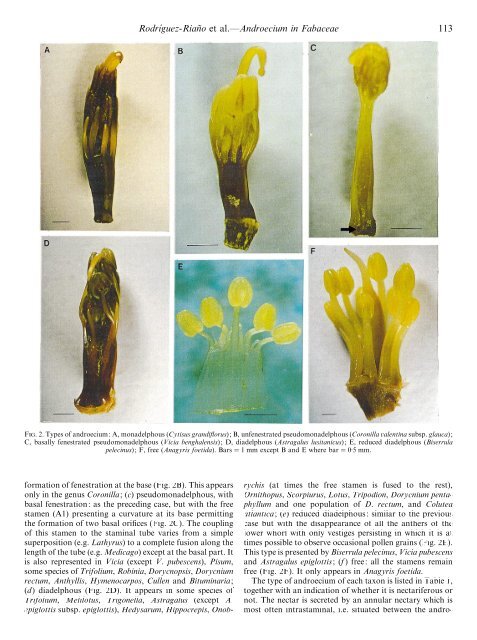 Types of Androecium in the Fabaceae of SW ... - Annals of Botany