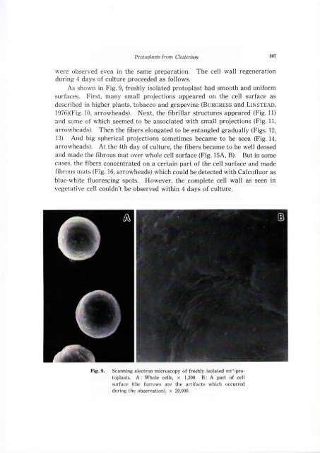 The study on the isolation and culture of the protoplast from ...