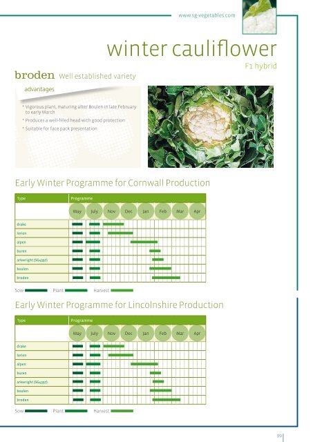 winter cauliflower - S and G Vegetables