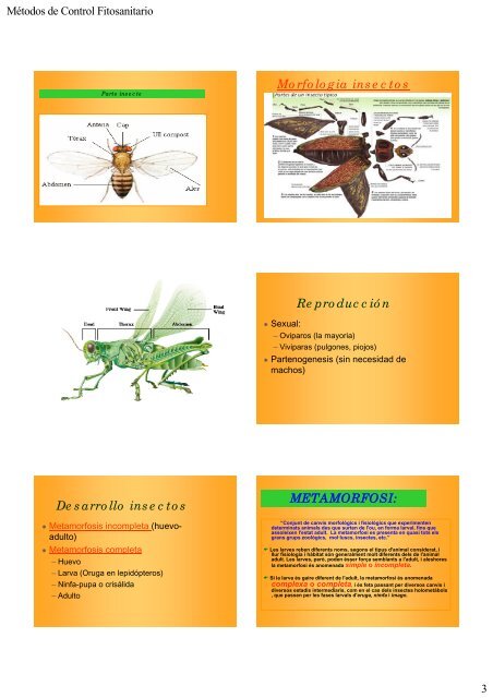 insectos