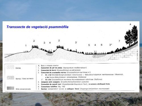 Les dunes de Pineda - Plataforma Salvem la Vall de la Riera