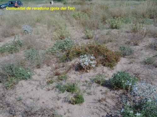 Les dunes de Pineda - Plataforma Salvem la Vall de la Riera