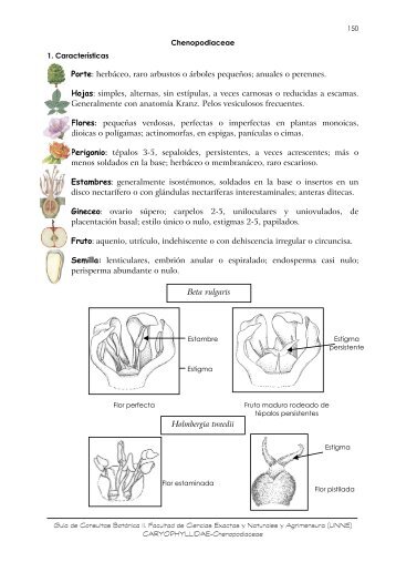 Familia: CHENOPODIACEAE: - Hipertextos del Área de la Biología