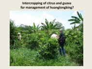 Effect of Citrus/Guava Interplanting on Psyllid Density - Citrus Agents