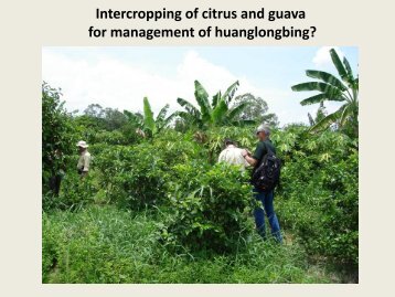 Effect of Citrus/Guava Interplanting on Psyllid Density - Citrus Agents