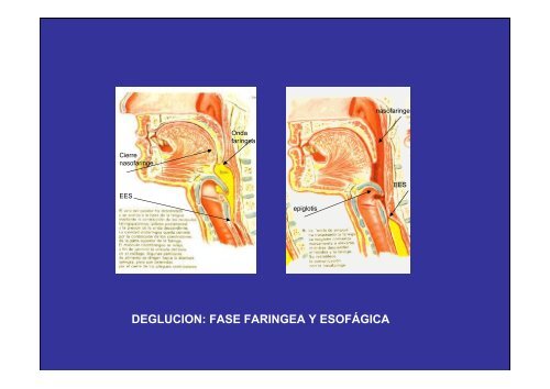 Anatomía funcional y fisiología básica de la deglución. Disfagia ...