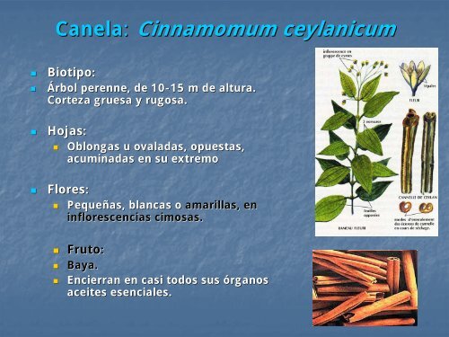 ESPECIAS Y CONDIMENTOS - OCW UPM