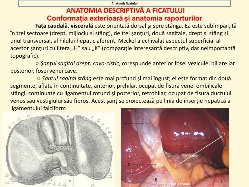 proceeding de anatomie macroscopica - Gr.T. Popa