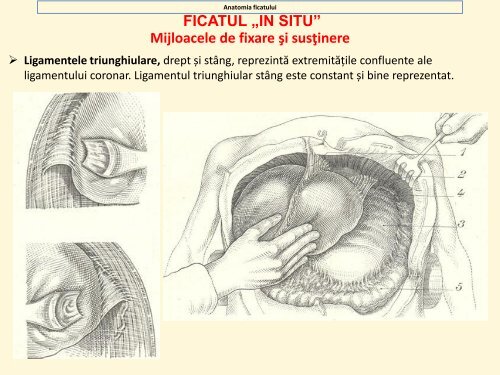 proceeding de anatomie macroscopica - Gr.T. Popa