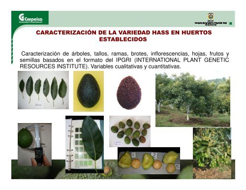 Estudio y evaluacion del comportamiento del cultivo de aguacate hass