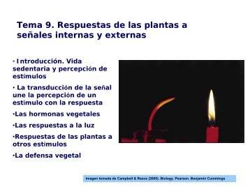 Tema 9. Respuestas de las plantas a señales internas ... - OCW UPCT