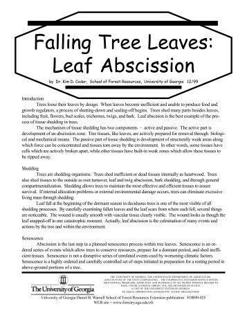 Falling Tree Leaves: Leaf Abscission - University of Georgia