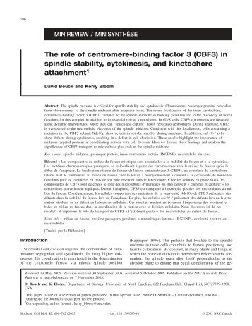 The role of centromere-binding factor 3 - Biology Department