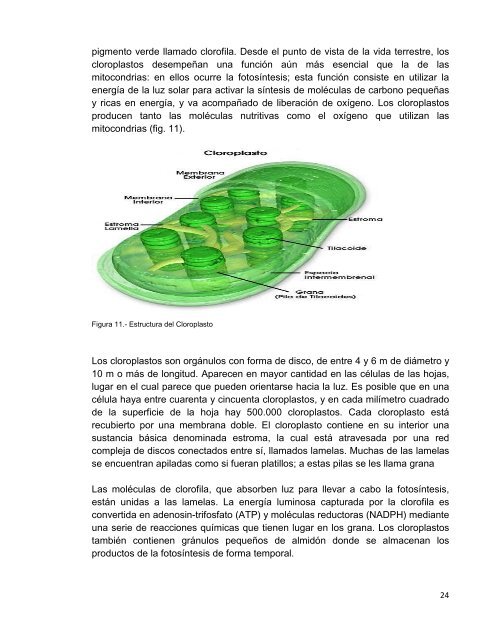 BIOLOGÍA - Tecnológico de Estudios Superiores del Oriente del ...