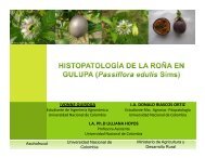 Histopatología de la roña en gulupa - Asohofrucol