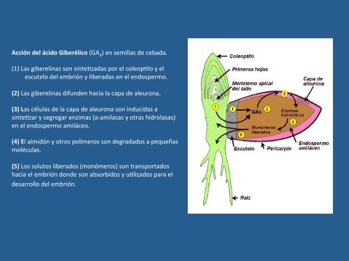 CRECIMIENTO Y DESARROLLO - Fisiología Vegetal