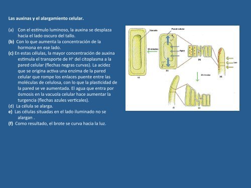 CRECIMIENTO Y DESARROLLO - Fisiología Vegetal