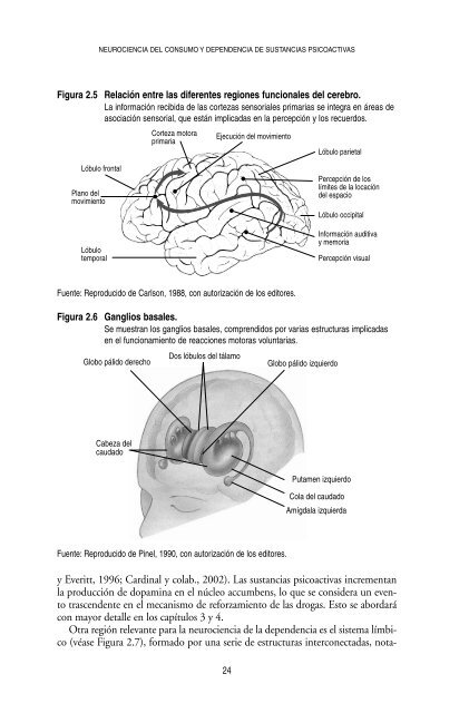 Neurociencia del consumo y dependencia de sustancias psicoactivas