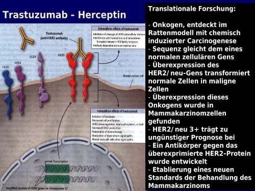 Stammzellkonzept und zielgerichtete Therapien bei Brustkrebs