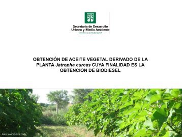 Obtención de aceite vegetal derivado de la planta Jatropha curcas