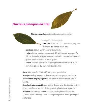 Quercus planipocula Trel.
