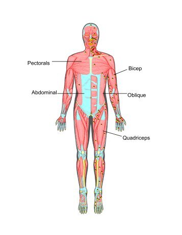 Pectorals Bicep Quadriceps Oblique Abdominal