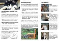 Flyer der Katzenhilfe - Katzenhilfe Stuttgart eV