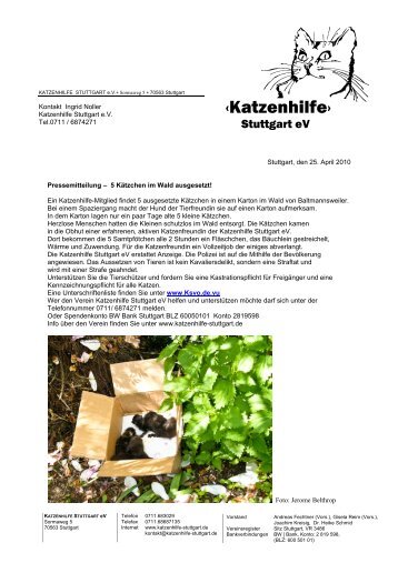 5 Kätzchen im Wald ausgesetzt! - Katzenhilfe Stuttgart eV