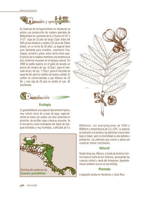 guarea grandifolia.PMD - arbolesdecentroamerica.info