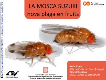 Control de la mosca Suzukii - L'Era