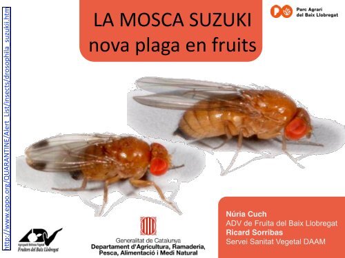 Control de la mosca Suzukii - L'Era