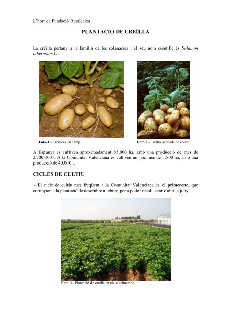 Butlletí núm. 48. Plantació de creïlla. (02.01.2013) (PDF 2,52 MB.)