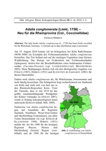 HÖRREN 2010 Adalia conglomerata Rheinprovinz Farbe