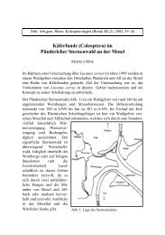 im Pündericher Sternenwald an der Mosel - Koleopterologie.de