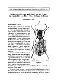 Drilus concolor AHR. und Sitaris muralis FORST. - Koleopterologie.de