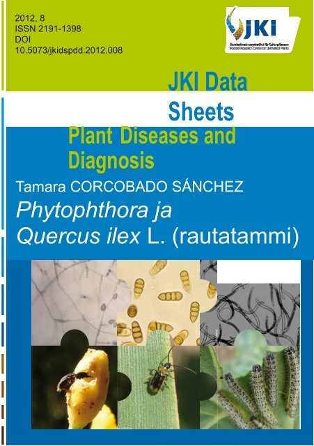 Phytophthora ja rautatammi - Metsäntutkimuslaitos