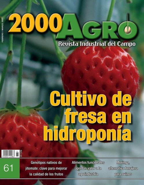 Cultivo de fresa en hidroponía - 3W México