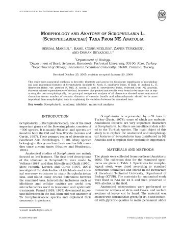 MORPHOLOGY AND ANATOMY OF SCROPHULARIA L ...