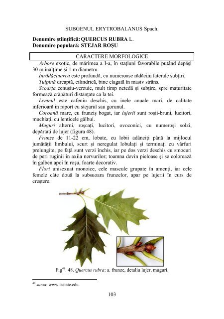 DENDROLOGIE - Facultatea de Silvicultura Suceava - Universitatea ...