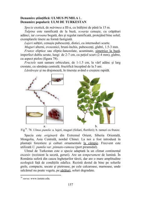 DENDROLOGIE - Facultatea de Silvicultura Suceava - Universitatea ...