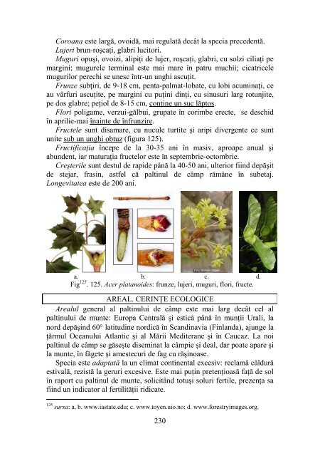 DENDROLOGIE - Facultatea de Silvicultura Suceava - Universitatea ...