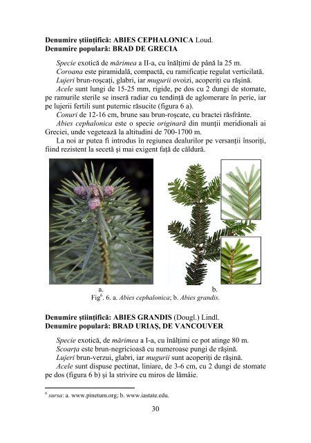 DENDROLOGIE - Facultatea de Silvicultura Suceava - Universitatea ...