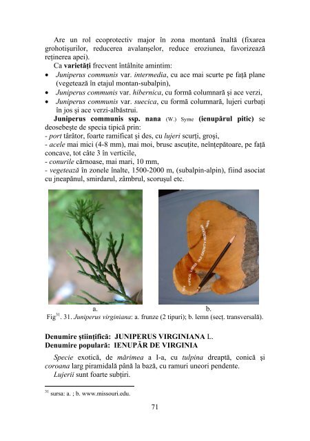 DENDROLOGIE - Facultatea de Silvicultura Suceava - Universitatea ...