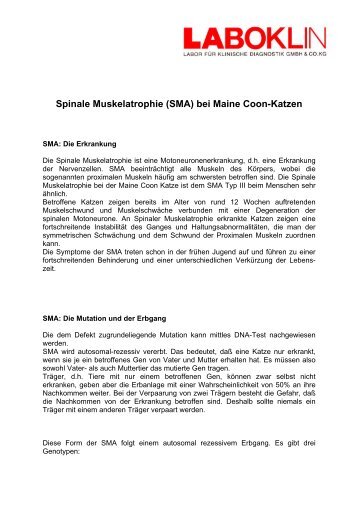 Spinale Muskelatrophie (SMA) bei Maine Coon-Katzen - Laboklin