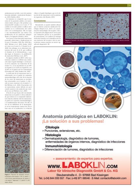 El diagnÃ³stico del mastocitoma canino - Laboklin
