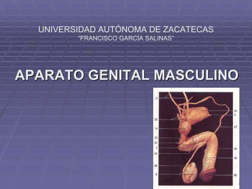 masculino - UAZ