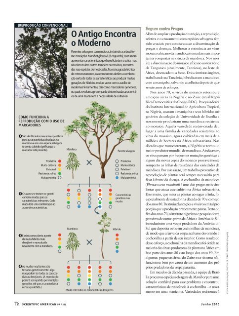 Melhorar a mandioca e alimentar os pobres - gene conserve