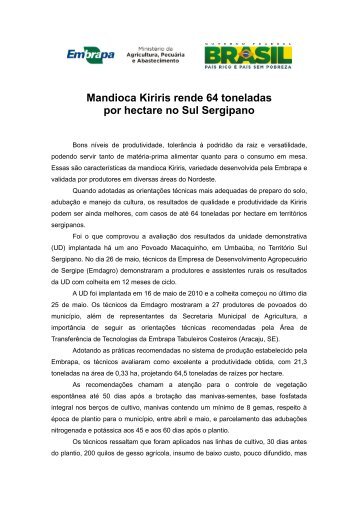 Mandioca Kiriris rende 64 toneladas por hectare no Sul Sergipano