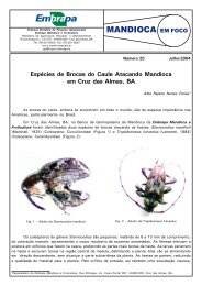 Espécies de Brocas do Caule Atacando Mandioca em Cruz das ...