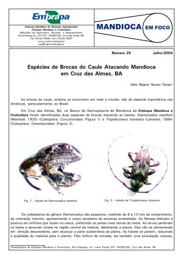 Espécies de Brocas do Caule Atacando Mandioca em Cruz das ...